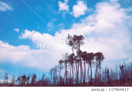 Tall pine trees against the sunset sky 117064617