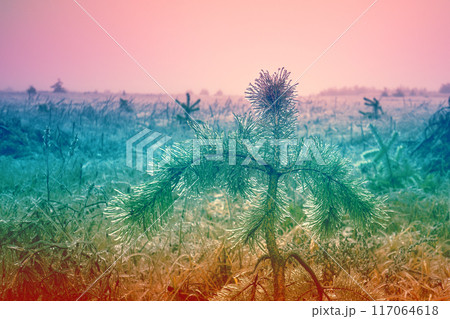 Row of pine trees in a field with icy grass after freezing rain on a winter morning 117064618