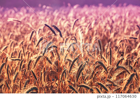 Golden wheat field at sunset. Beautiful nature 117064630