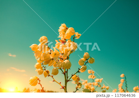Flowering Yucca filamentosa against sunset sky Flowering Yucca filamentosa against sunset sky 117064636