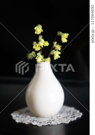 ヒュウガミズキ の花 ヒュウガミズキ の花 117064692