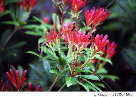 アセビの赤い新葉 アセビの赤い新葉 117064699
