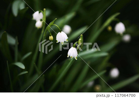 スノーフレーク　白くて下向きに咲く花 117064700