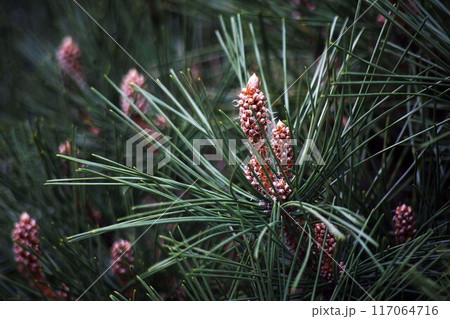 黒松の花 117064716