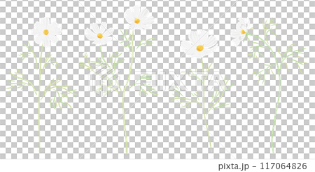 白いコスモスのイラスト　水彩タッチ 117064826