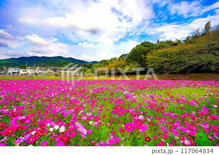 福岡県太宰府市　水城跡にある秋桜の花畑 117064834