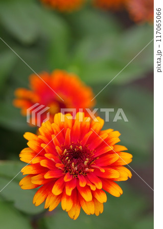 キャンディーミックス・ジニアの花 117065066