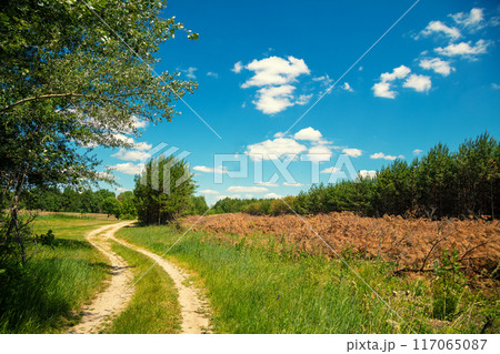 Rural landscape with blue sky. View of dirt road insummer Rural landscape with blue sky. View of dirt road insummer 117065087