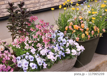 鉢植え 鉢植え 117065209