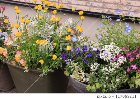 鉢植え 鉢植え 117065211