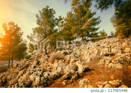 Slope of Mount Precipice in autumn, Lower Galilee, Israel 117065496