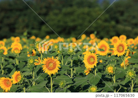 北杜市明野のひまわり畑 117065630