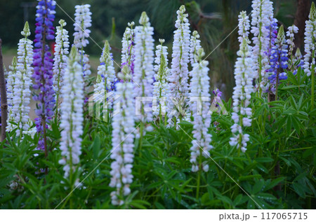Colorful Russel Lupines in a garden Colorful Russel Lupines in a garden 117065715