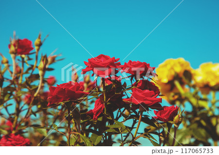 Rose bush in the garden against blue sky 117065733