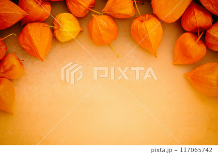 Chinese Physalis on orange background. Autumn nature background Chinese Physalis on orange background. Autumn nature background 117065742