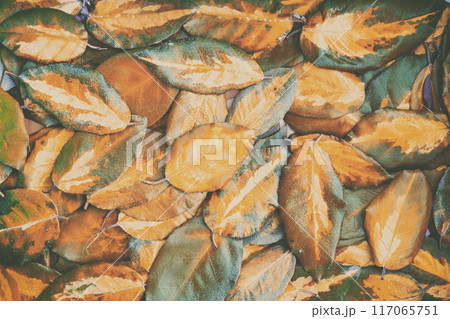 Background of golden fallen birch leaves Background of golden fallen birch leaves 117065751