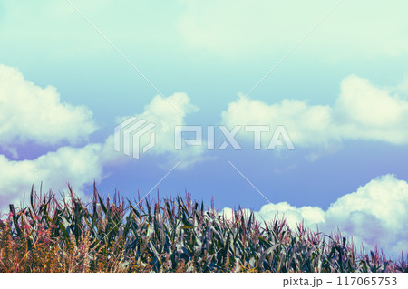 Maize against a cloudy sky Maize against a cloudy sky 117065753
