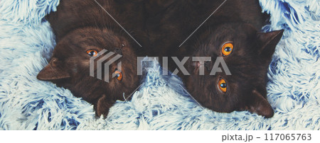 Two brown kittens lie together on their backs on a fluffy blanket Two brown kittens lie together on their backs on a fluffy blanket 117065763