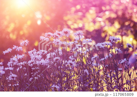 Blooming garden with chamomile flowers Blooming garden with chamomile flowers 117065809