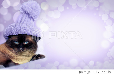 Fashion portrait of cat wearing a knitted cap with pompom 117066219