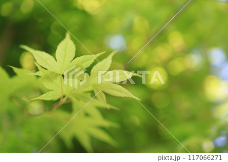 新緑 新緑 117066271