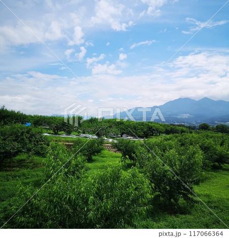 果樹　桃　新府桃源郷 117066364