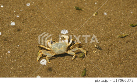 砂浜に生息するカニ 砂浜に生息するカニ 117066375