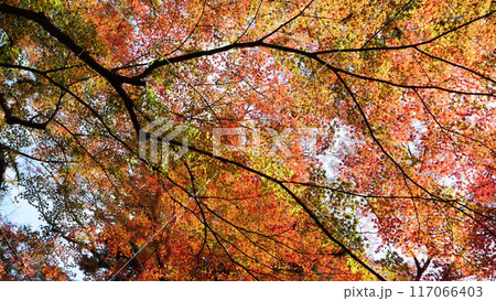 秋の紅葉したもみじ 117066403