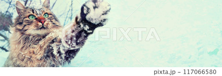 Funny playful cat outdoors in snowy winter. A cat with a paw in the air. Horizontal banner Funny playful cat outdoors in snowy winter. A cat with a paw in the air. Horizontal banner 117066580