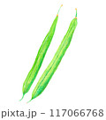 水彩風いんげん豆イラスト green bean illustration vector 117066768