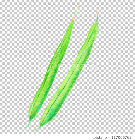 Watercolor style kidney bean illustration green bean illustration vector Watercolor style kidney bean illustration green bean illustration vector 117066768