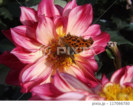 ダリアの蜜を吸うキタテハ 117066780