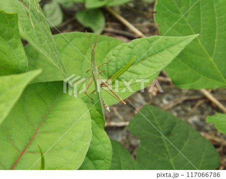 草むらのショウリョウバッタ 117066786