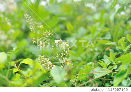 南天の花が満開 南天の花が満開 117067140