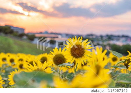 夕焼けに染まるひまわり畑　埼玉県本庄市 117067143