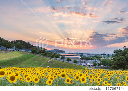 夕焼けの光芒とひまわり畑　埼玉県本庄市 117067144