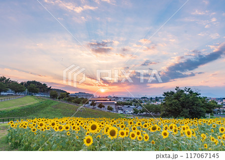 夕焼けの光芒とひまわり畑 埼玉県本庄市 夕焼けの光芒とひまわり畑 埼玉県本庄市 117067145