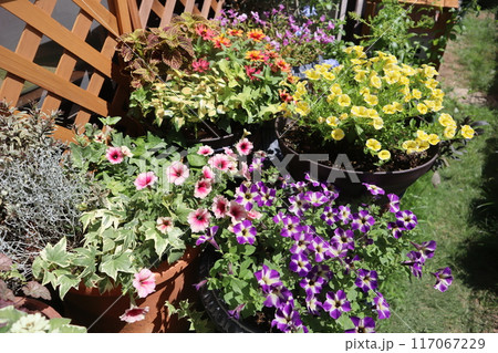 鉢植えでいっぱいに咲く花々 117067229