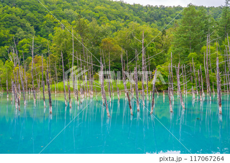 夏の青い池 北海道旭川市 美瑛 夏の青い池 北海道旭川市 美瑛 117067264