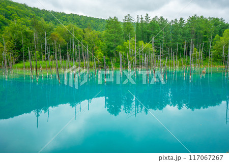 夏の青い池　北海道旭川市　美瑛 117067267