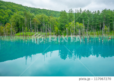夏の青い池　北海道旭川市　美瑛 117067270