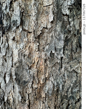 Tree bark texture background 117067326