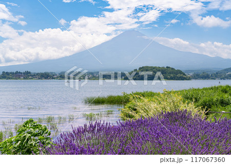 山梨県富士河口湖町　夏の大石公園 117067360
