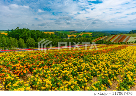 四季彩の丘 夏の美瑛 北海道 四季彩の丘 夏の美瑛 北海道 117067476