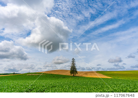 夏のクリスマスツリーの木　美瑛　北海道　旭川 117067648