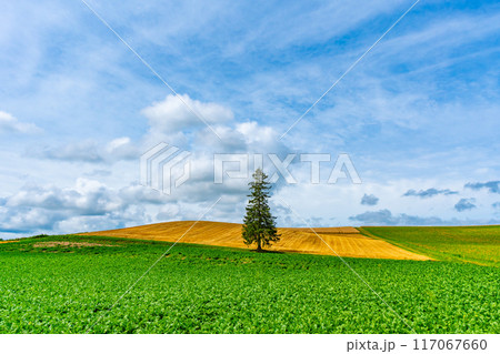夏のクリスマスツリーの木　美瑛　北海道　旭川 117067660