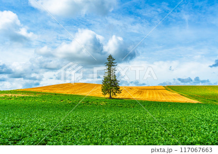 夏のクリスマスツリーの木 美瑛 北海道 旭川 夏のクリスマスツリーの木 美瑛 北海道 旭川 117067663