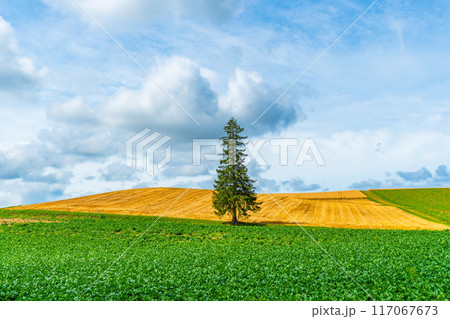 夏のクリスマスツリーの木 美瑛 北海道 旭川 夏のクリスマスツリーの木 美瑛 北海道 旭川 117067673
