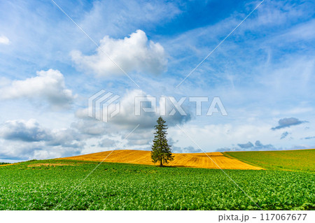 夏のクリスマスツリーの木　美瑛　北海道　旭川 117067677