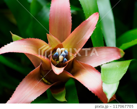 花苞の美しいグズマニア 117067705
